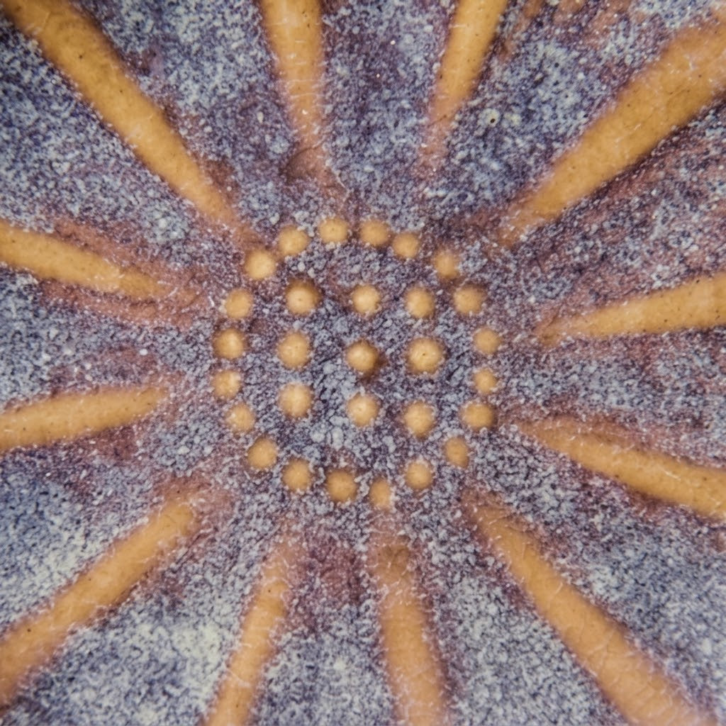 Lavender Dusk Scalloped Ceramic Plate